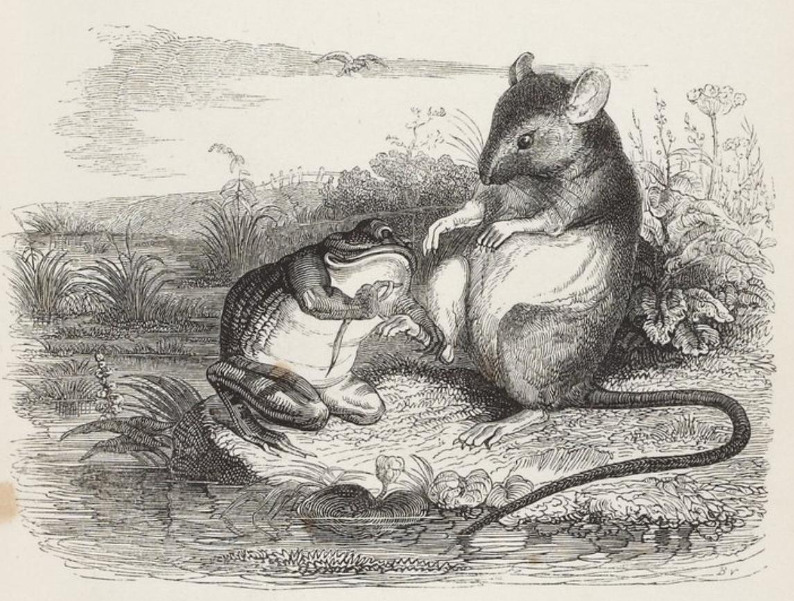 La Grenouille et le Rat par Jean-Jacques Grandville, source: Fables de La Fontaine illustrées par JJ Grandville (1840)